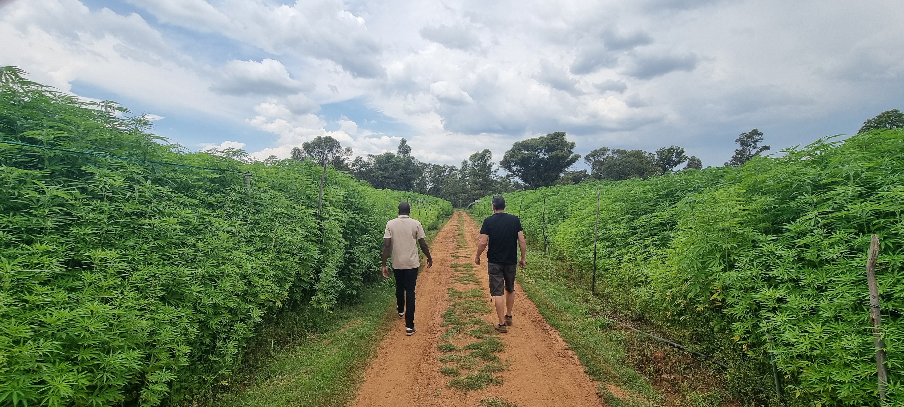 Hemp Training - GRHI 'We Train to Buy'