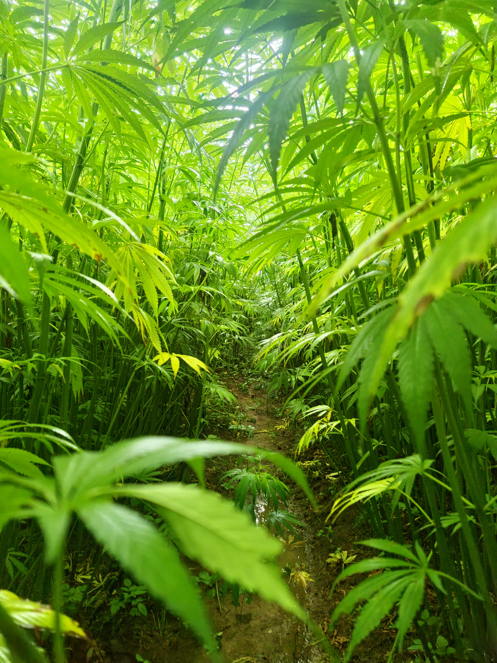 Hemp Training - GRHI 'We Train to Buy'