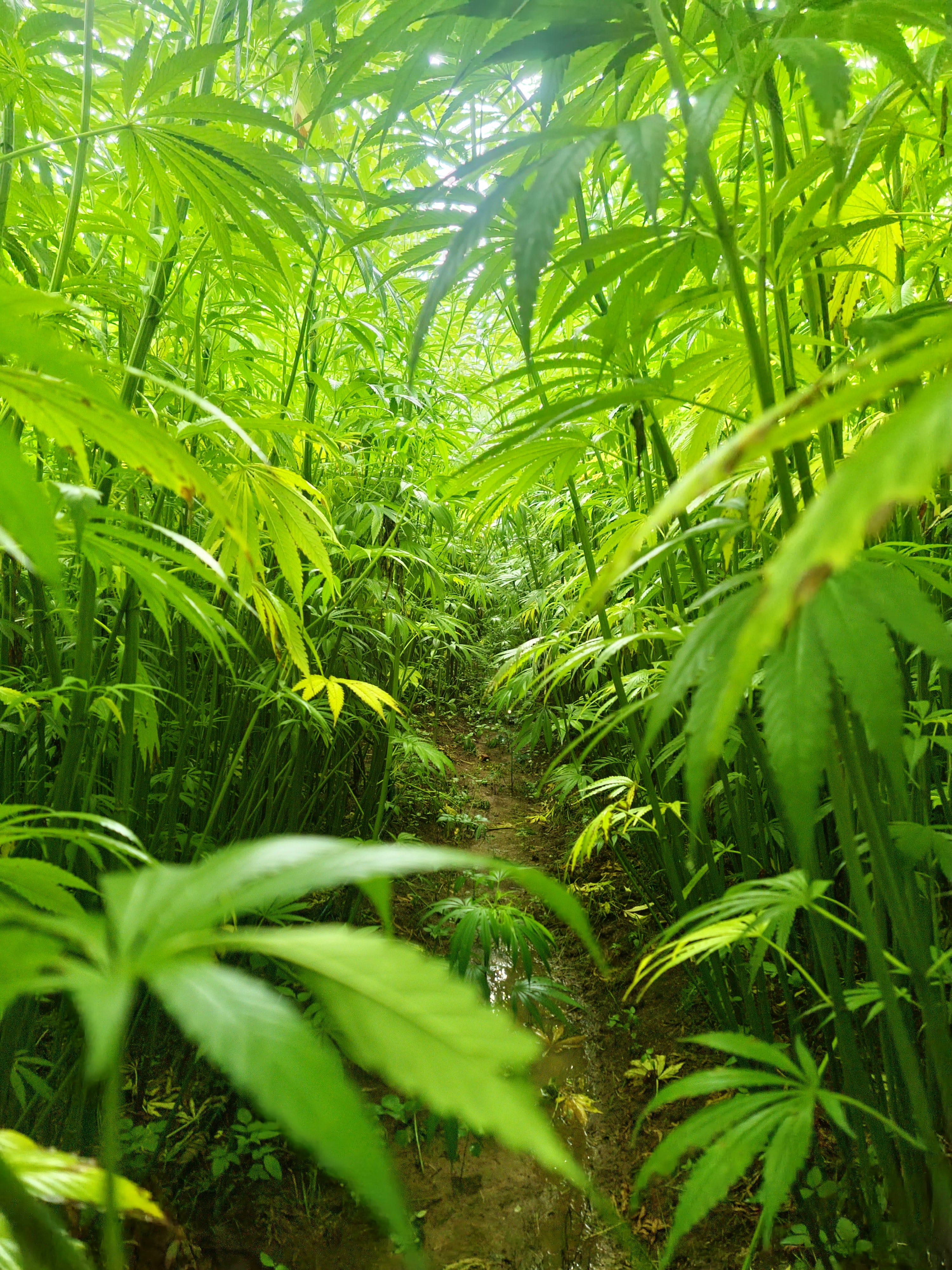 Hemp Training - GRHI 'We Train to Buy'