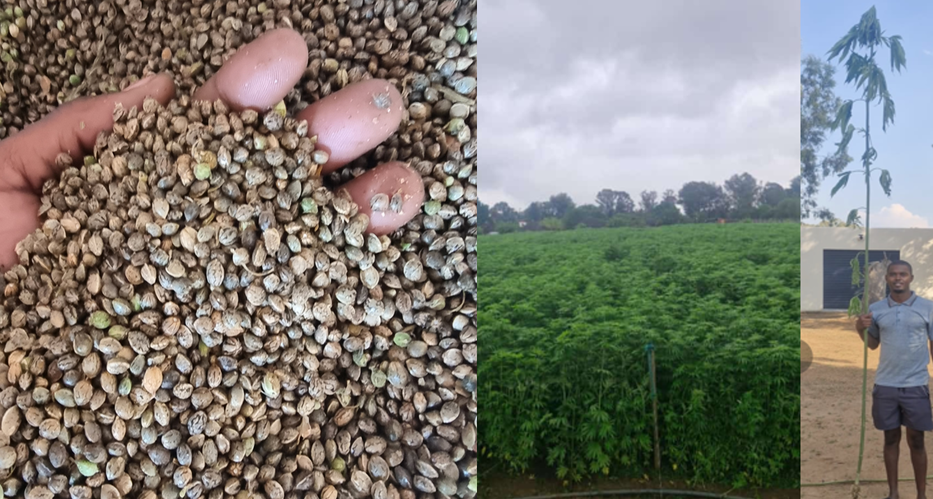 Hemp Seed
